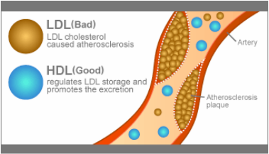 HDL:LDL.png