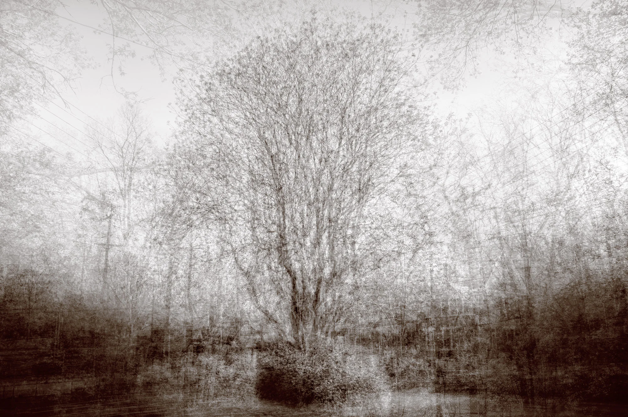 "Mt. Auburn Tree of Heaven" by Kent Krugh