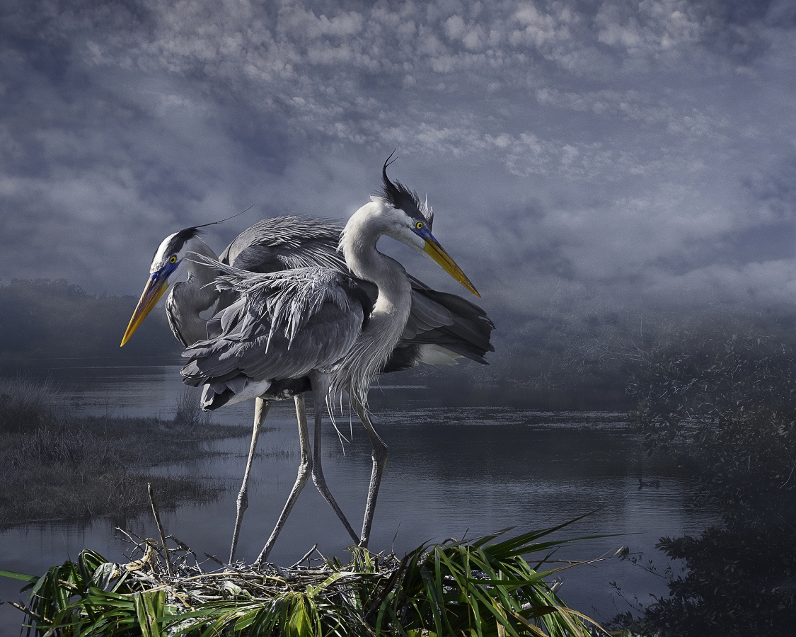 “GREAT BLUE COURTSHIP“ BY CHERYL MEDOW