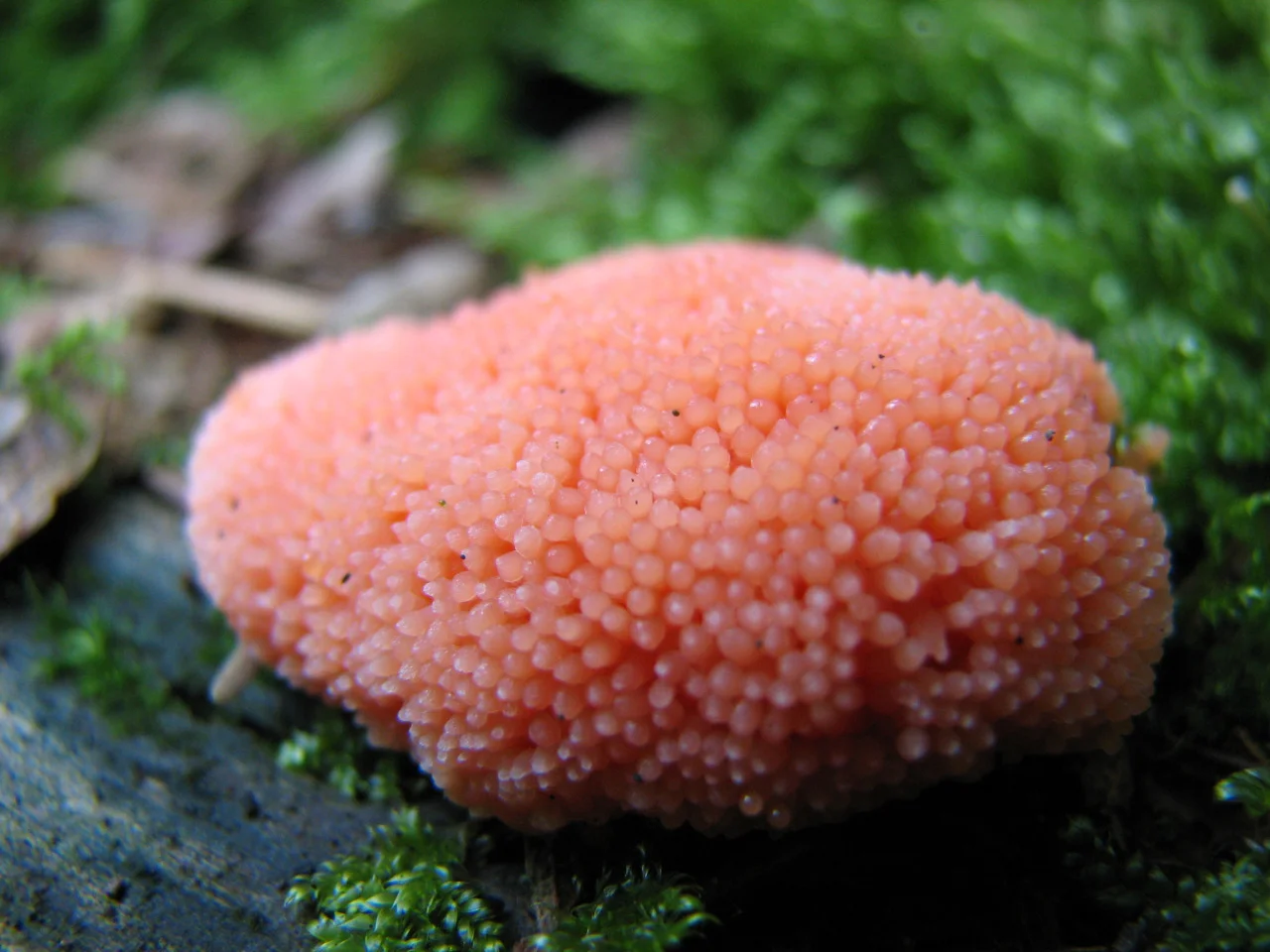 If all mold looked like this, I'd have mold everywhere | Tubifera Ferruginosa, Red Raspberry Slime Mold