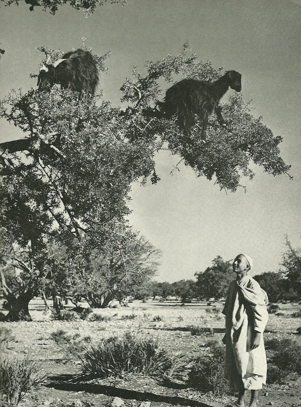 Feels | Tree climbing goats in Morocco (1954) National Geographic