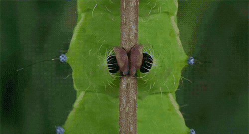 Next stop 40 ✌🏻️🐛