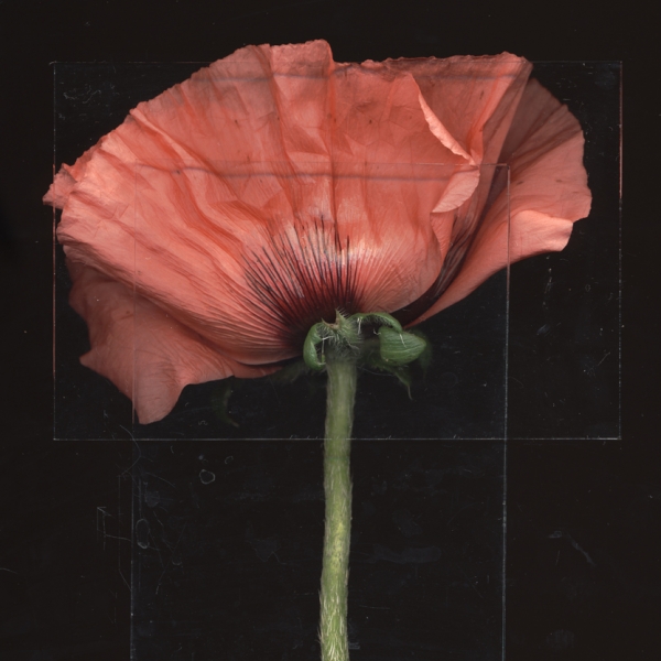 I want every photo from this series | Toril Brancher, "I picked flowers instead"