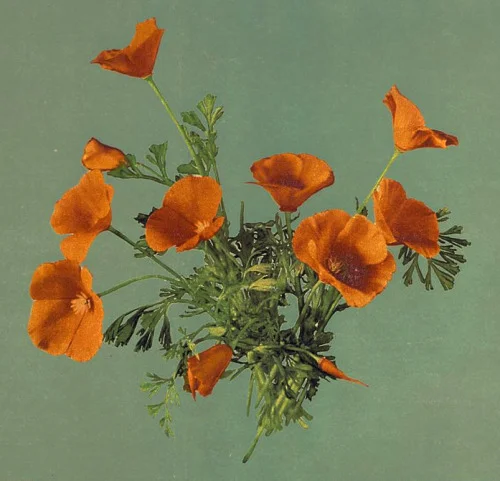 Feeling very floral this week | Detroit Photographic Company, "California poppies" (1899) #happymonday