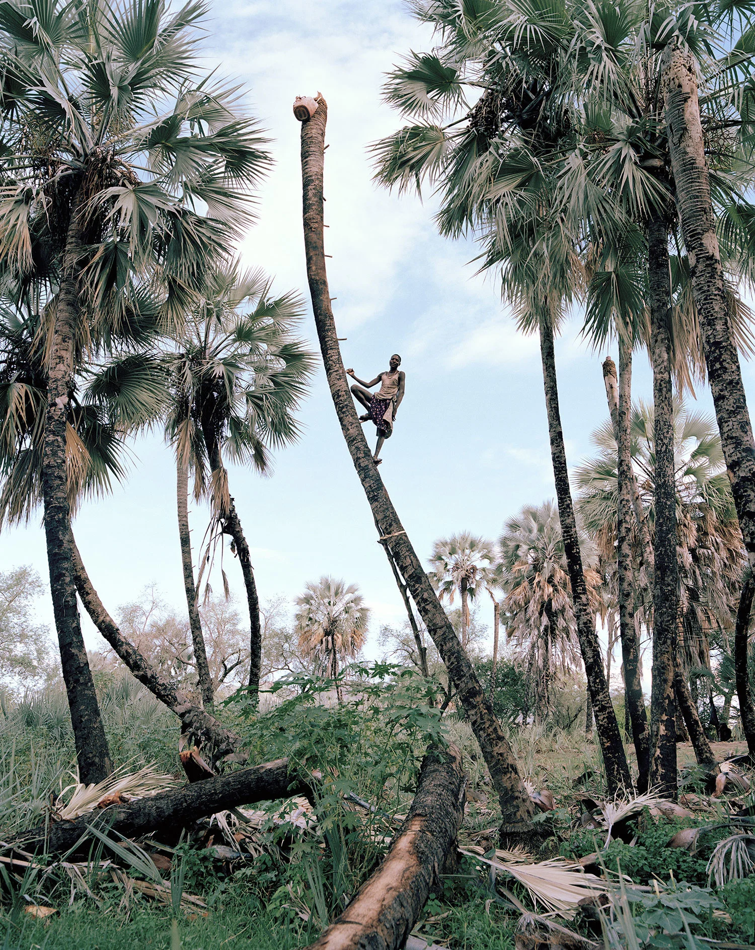 So in love with this series 🌴 | Palm Wine Collectors in Namibia shot be the mega talented Kyle Weeks (2015)