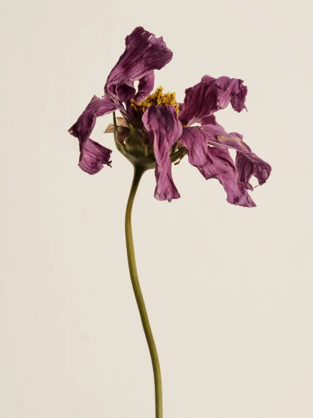It's a vibe | From Ann Street Studio's "Dying Flowers" (2014) @annstreetstudio
