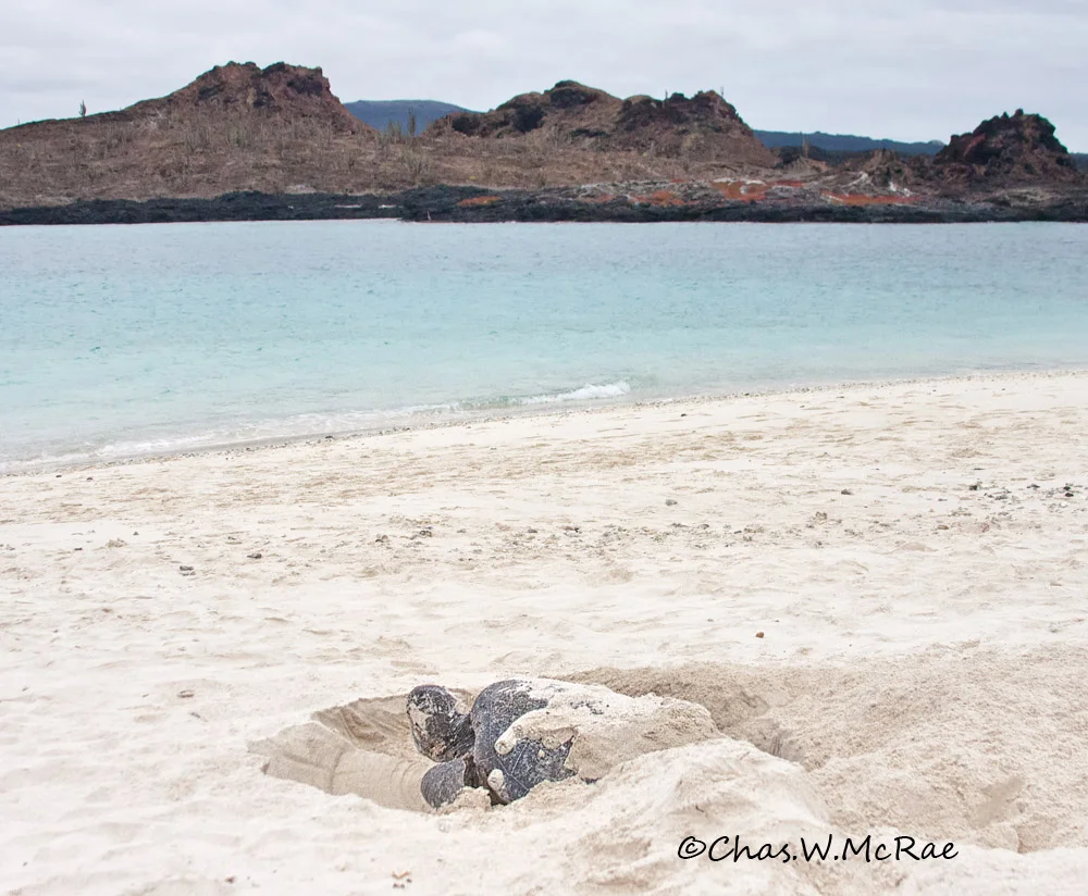 Galapagos Green Turtle