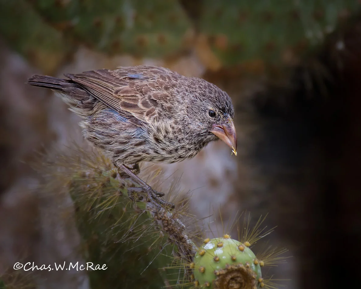 Darwin Finch sp.