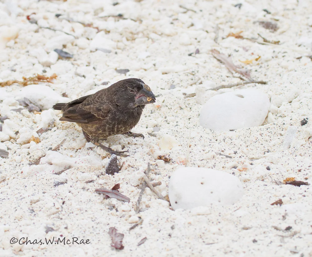 Darwin Finch sp. feeding on beach