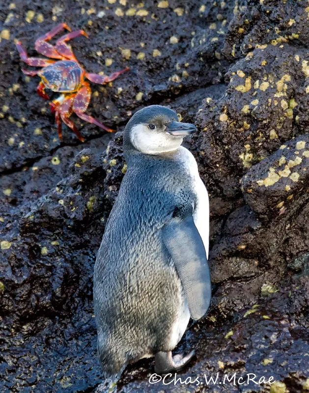 Galapagos Penguin