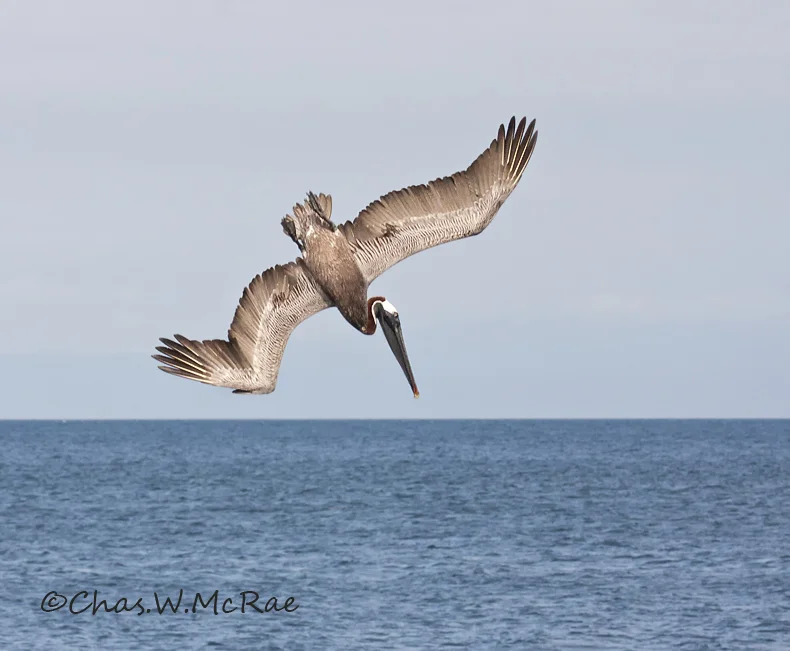 Brown Pelican