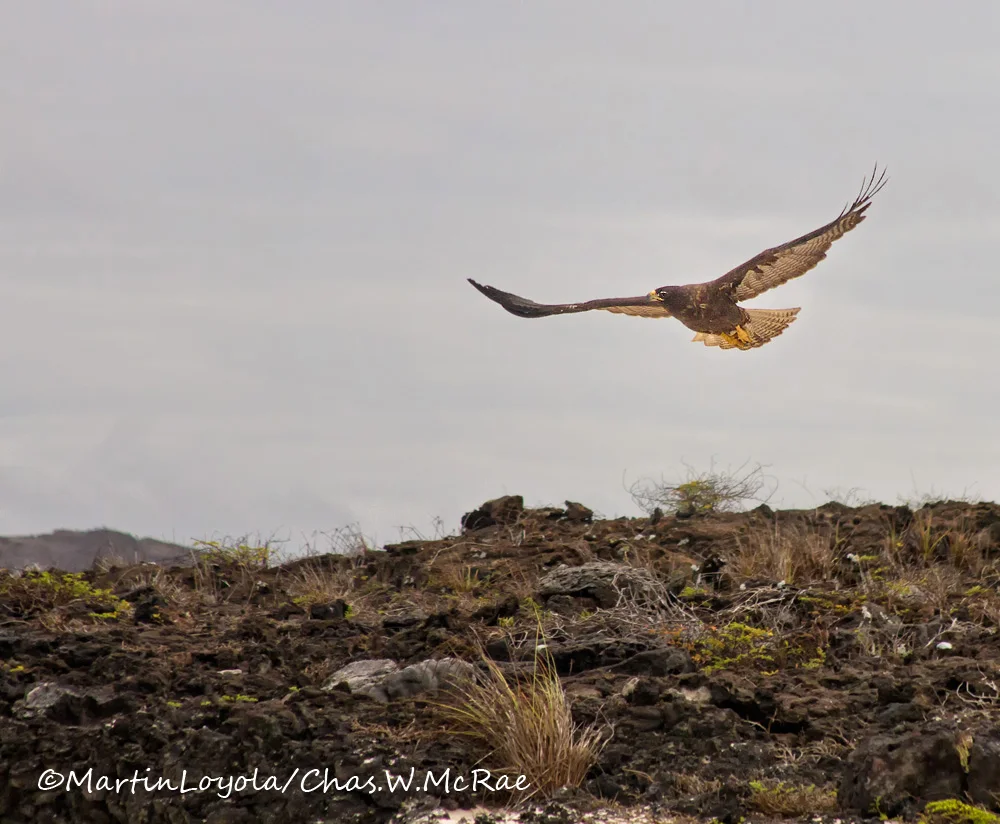 Galapagos Hawk