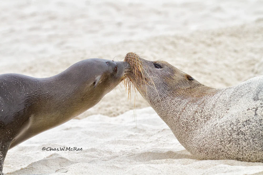 Galapagos Sea Lions