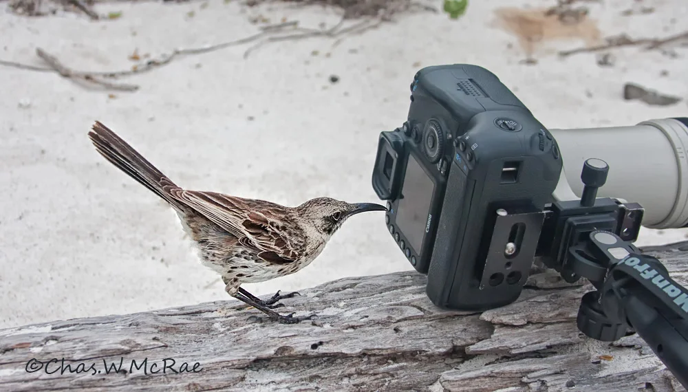 Galapagos Mockingbird