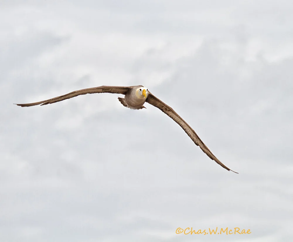 Waved Albatross