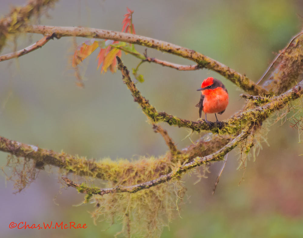 Galapagos Vermilion Flycatcher