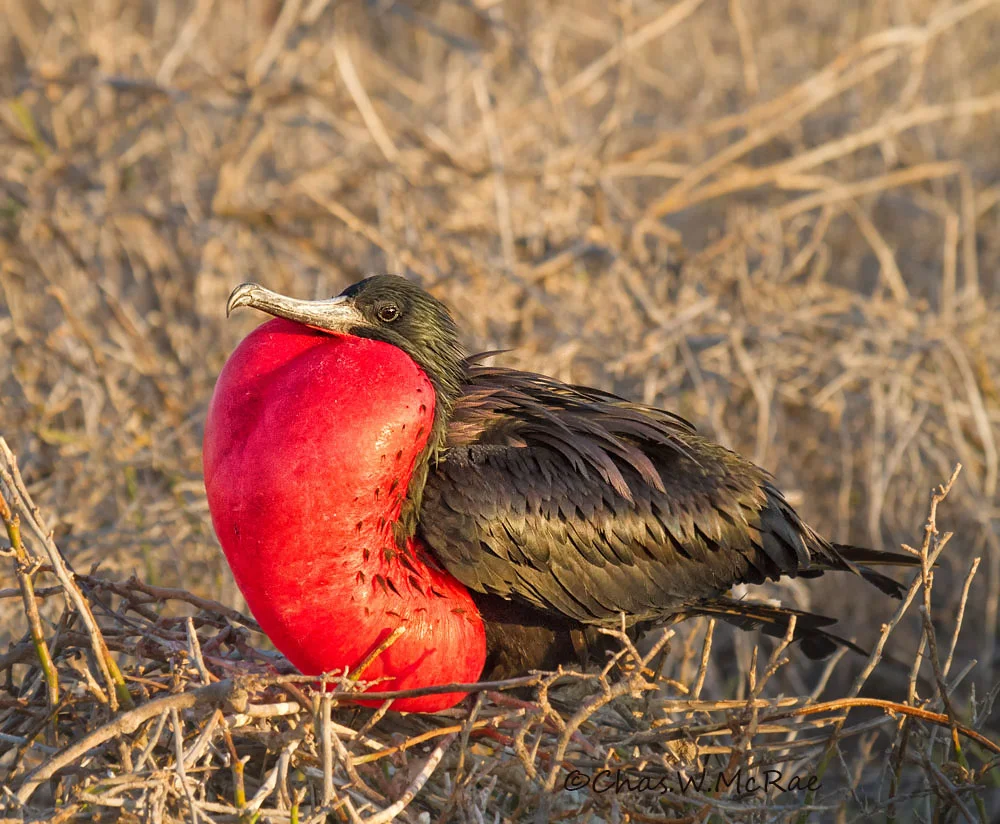 Frigatebird
