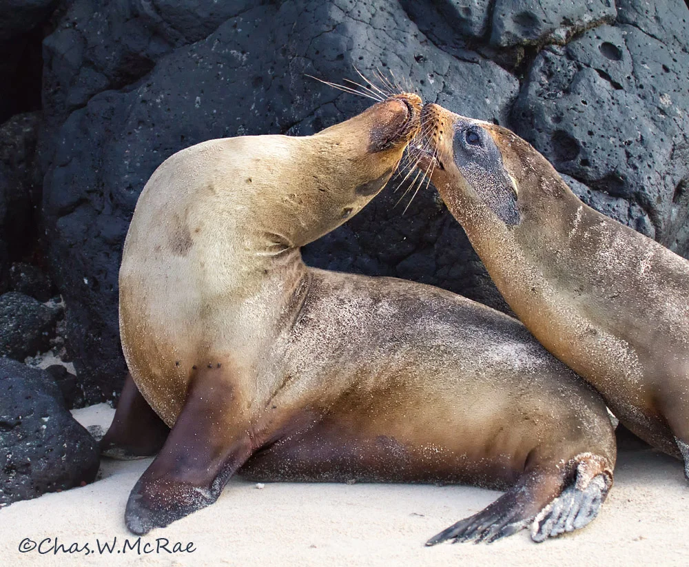 Galapagos Sea Lion