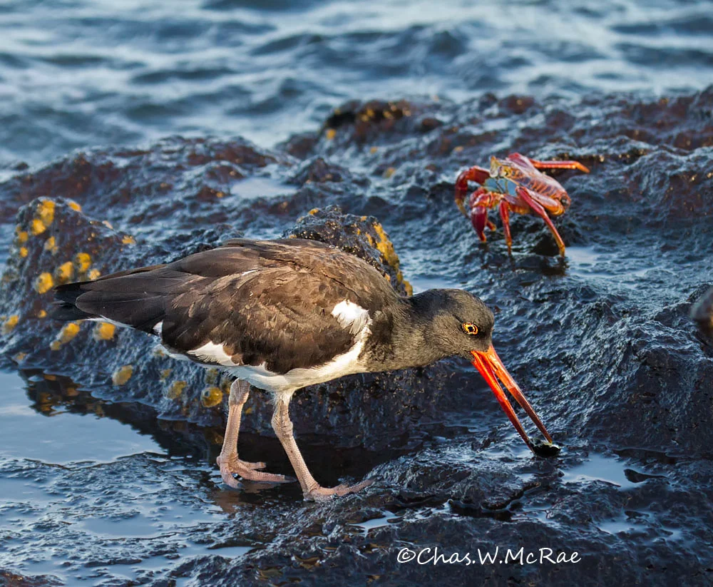 American Oystercatcher