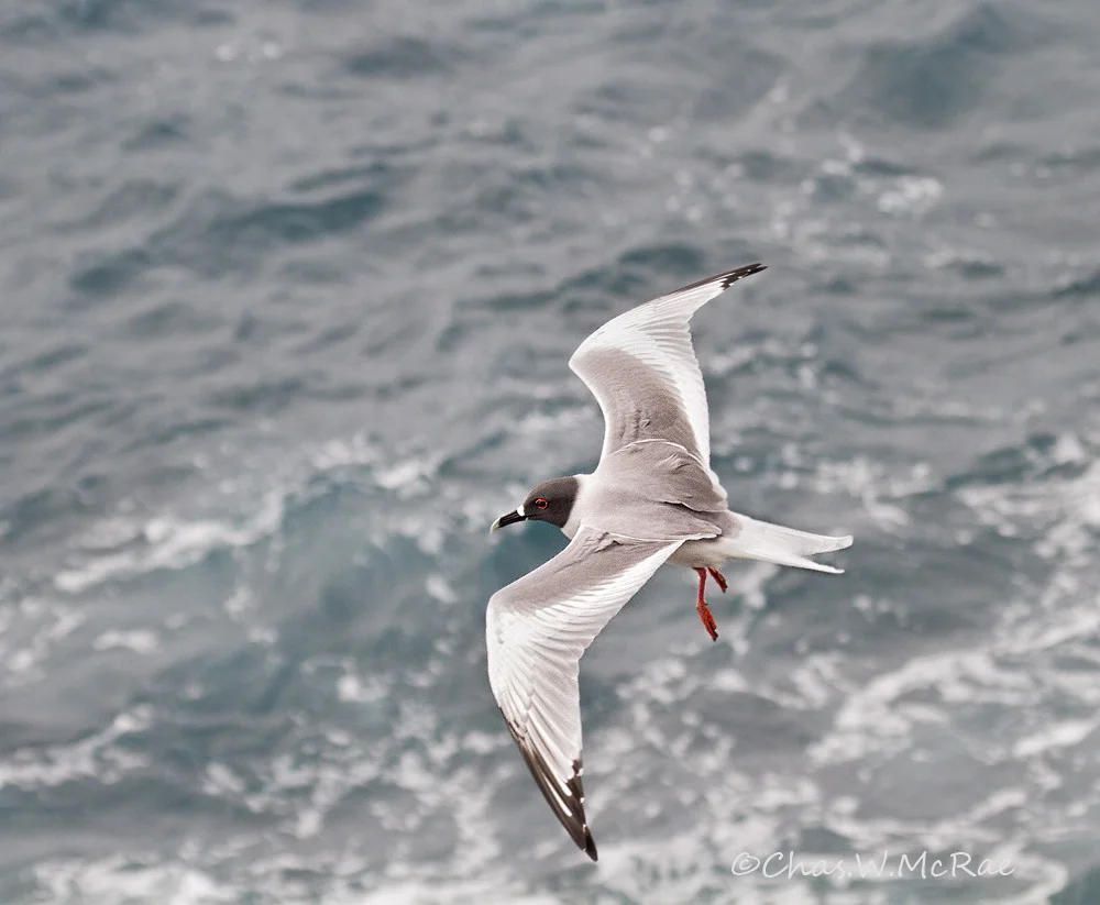 Swallow-tailed Gull