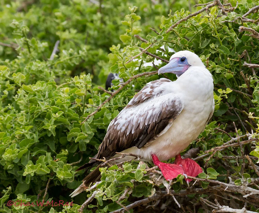 Red-footed Booby