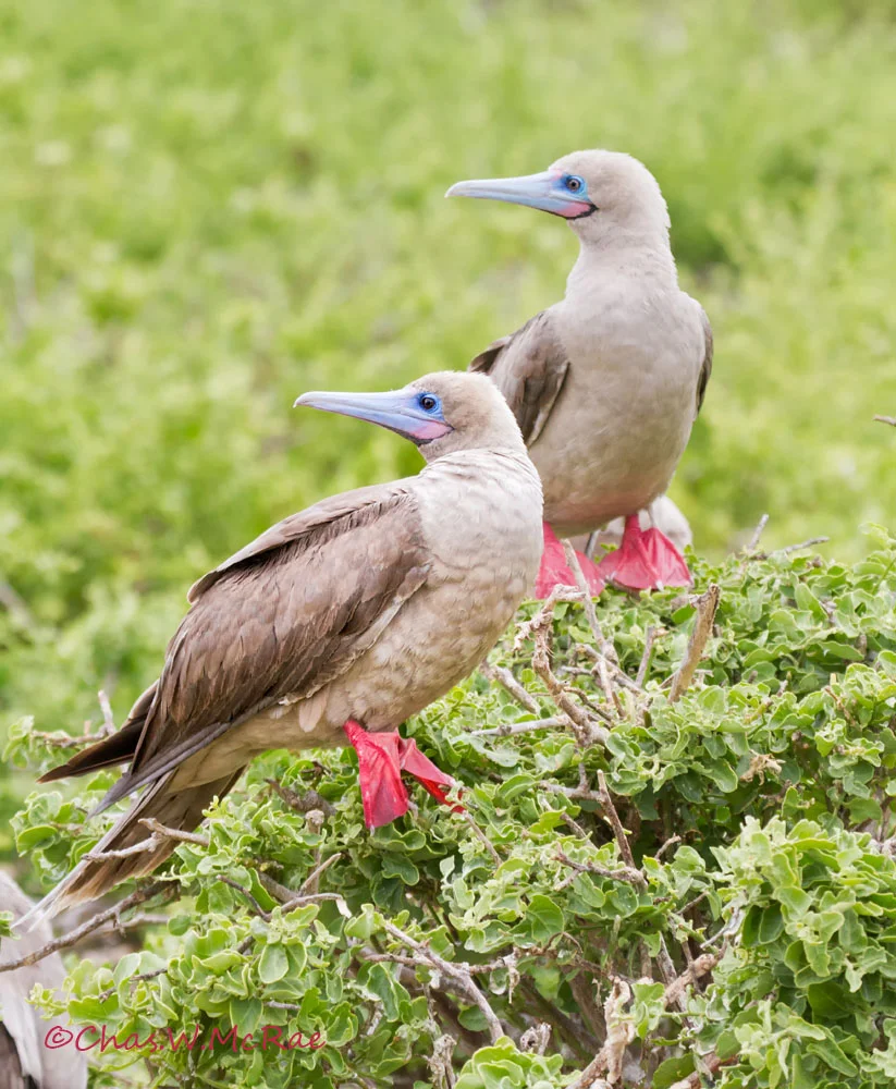 Red-footed Boobies (gray phase)