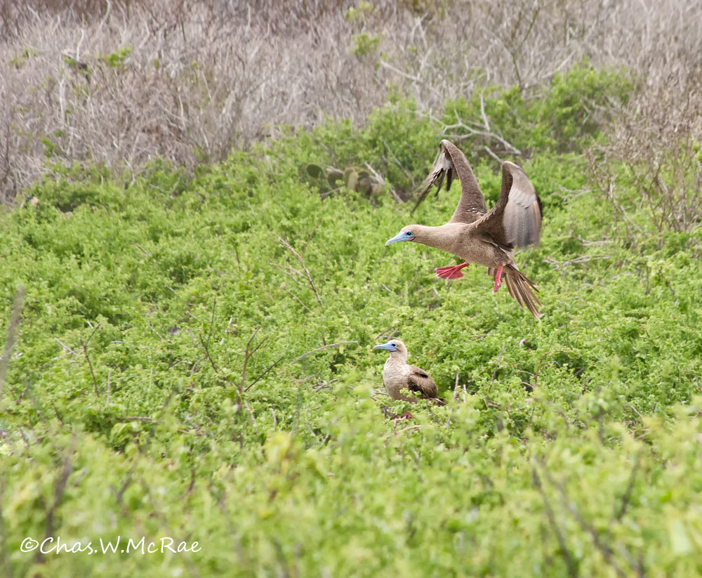 Red-footed Boobies