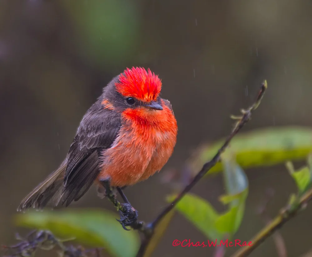 Galapagos Vermilion Flycatcher