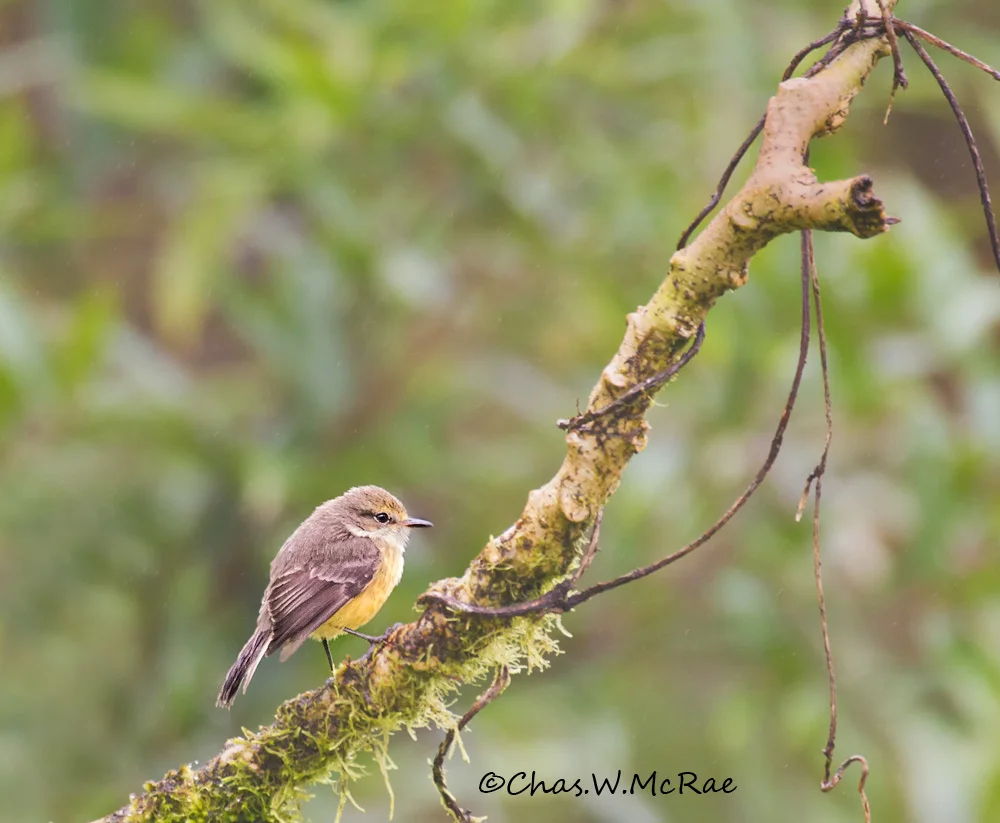 Galapagos Vermilion Flycatcher(Female)