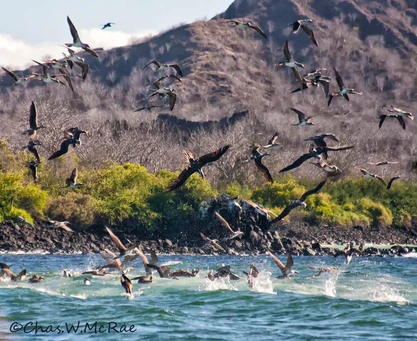 Blue-footed Boobies