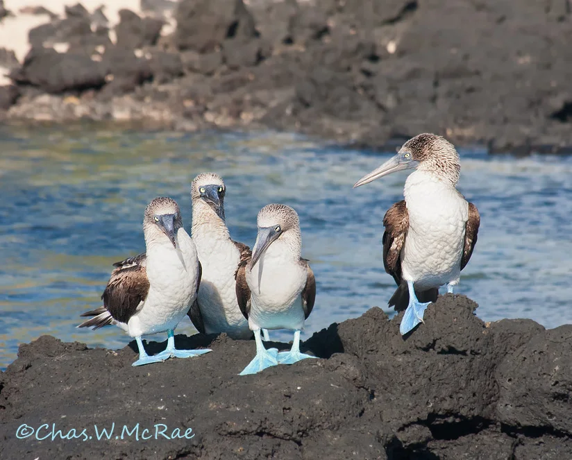 Blue-footed Boobies