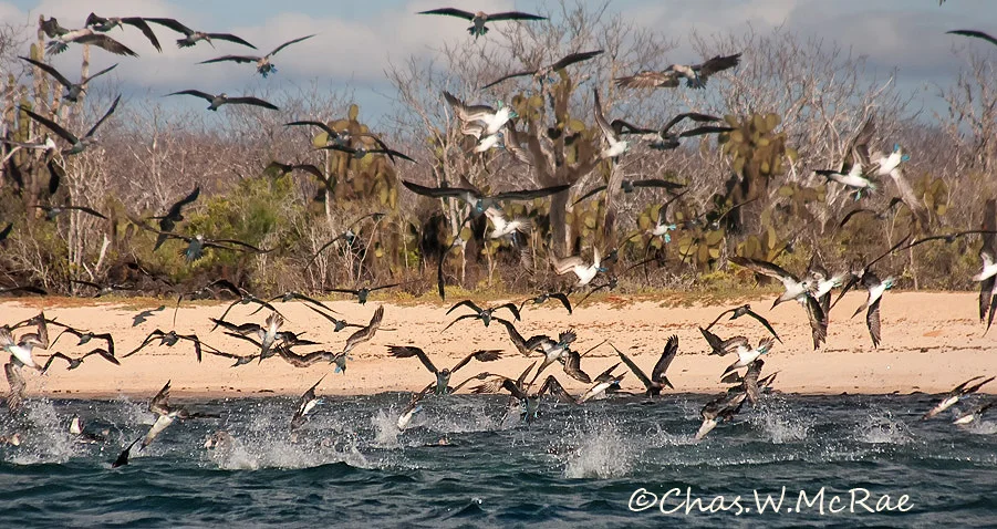 Blue-footed Boobies