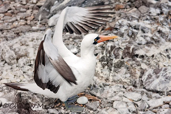 Nazca Booby