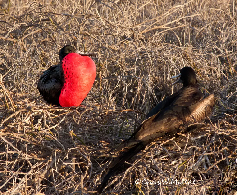 Frigatebird