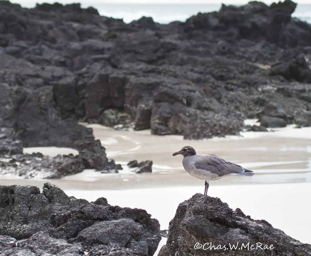 Lava Gull