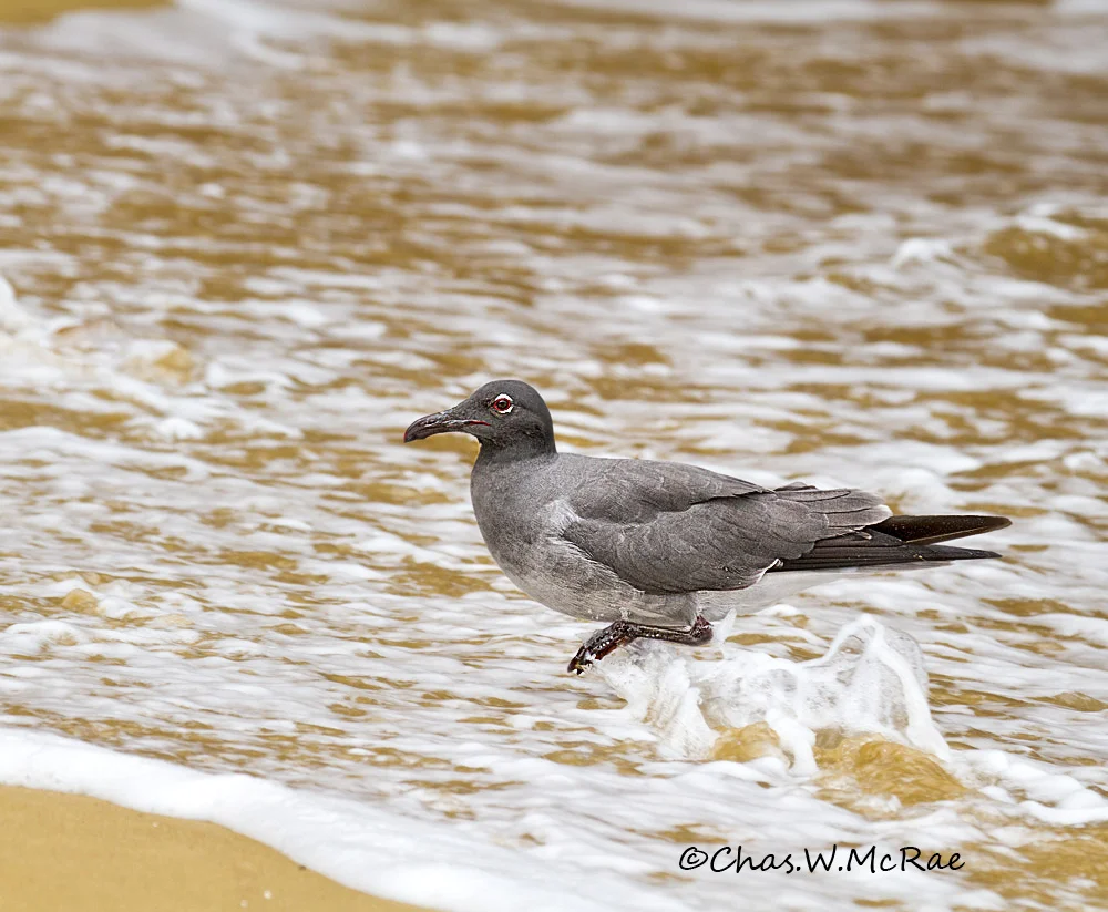 Lava Gull
