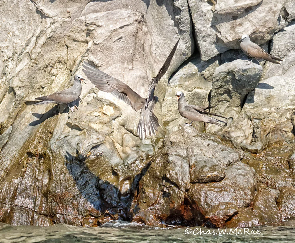 Brown Noddy