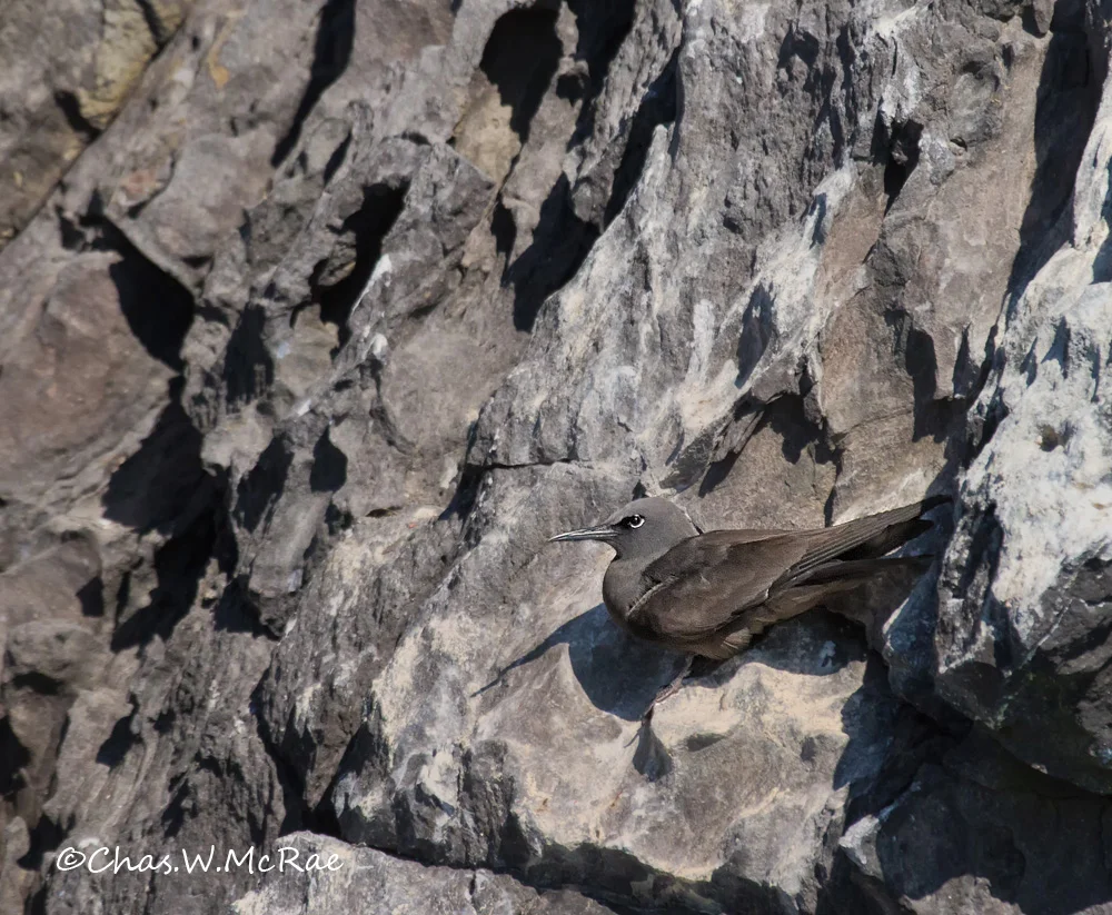 Brown Noddy