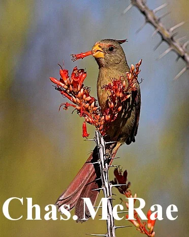 Pyrrhuloxia_Female_Az_26922_01.jpg