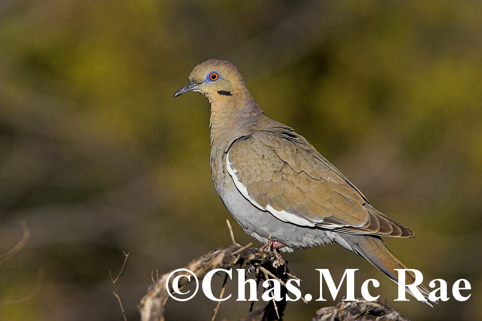 White_winged_Dove_Az_26974_01.jpg