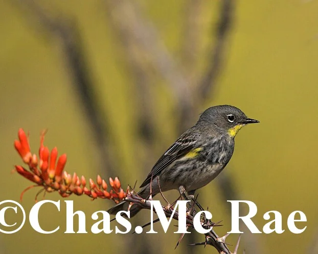 Yellow_rumped_Warbler_Audubon_s_Az_27292_01.jpg