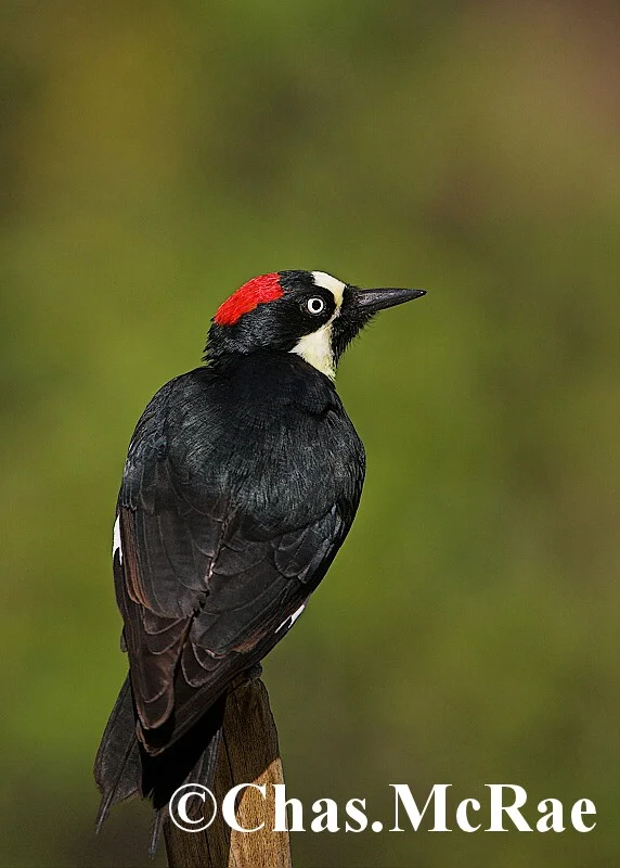 Acorn_Woodpecker_14560WR06_01.jpg