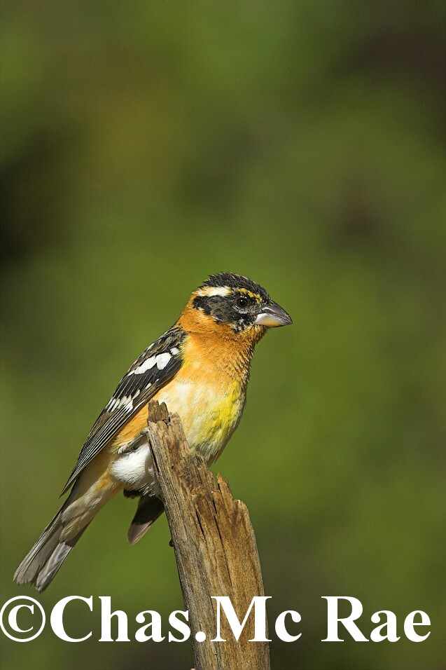 Black_Headed_Grosbeak_14585WR06_01.jpg