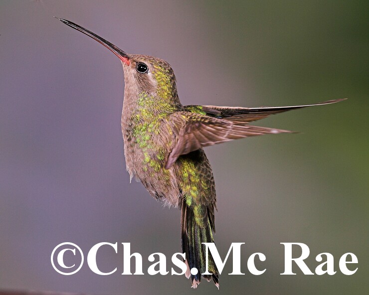 Broad_billed_Hummingbird_Female_MaderiaCanyon_Az_043844n_01.jpg