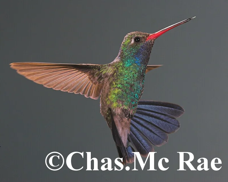 Broad_billed_Hummingbird_MaderiaCanyon_Az_043841n_01.jpg
