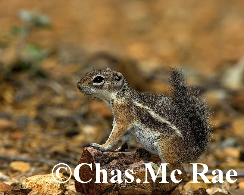 Harris_s_Antelope_Squirrel_Az_27020_01.jpg