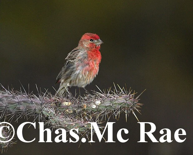 House_Finch_00021_01.jpg