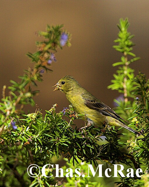 Lesser_Goldfinch_Arizona_15587WR06_01.jpg