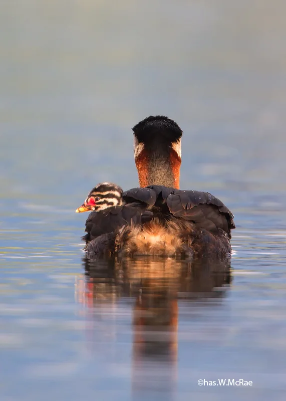 grebe_red_necked_t_t_100626_235321_00002.jpg