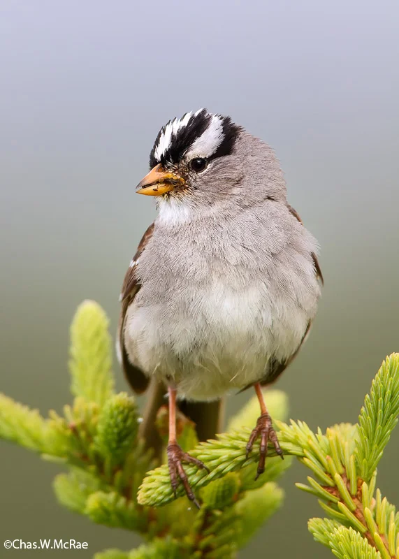 sparrow_white_crowned_food_t_t_100621_203756_00001.jpg